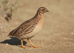 Бөднө (Эгэл бөднө)